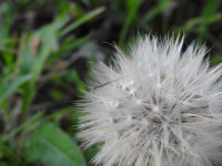 Hypochaeris radicata