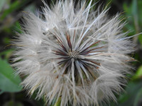 Hypochaeris radicata