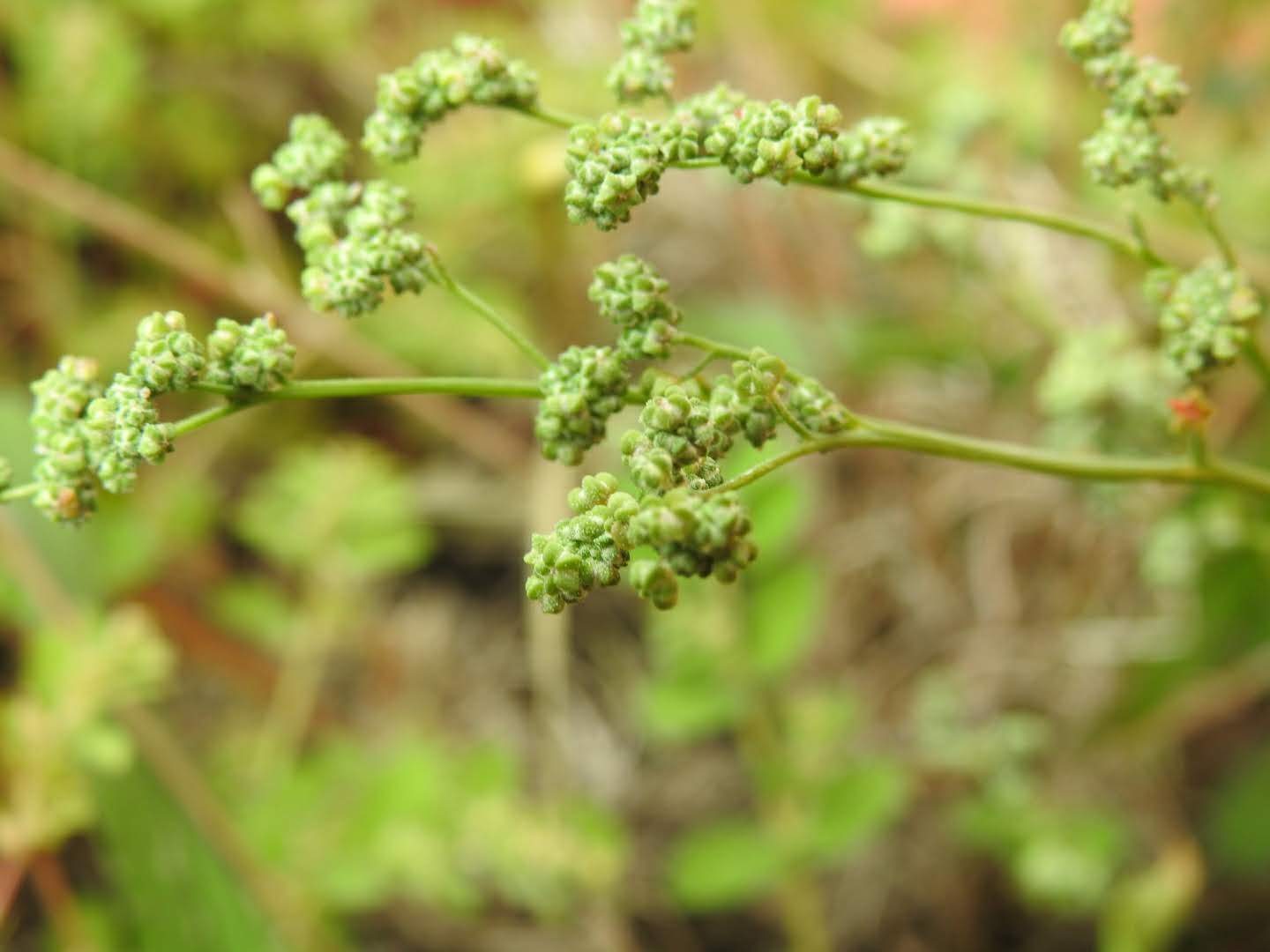 Chenopodium album