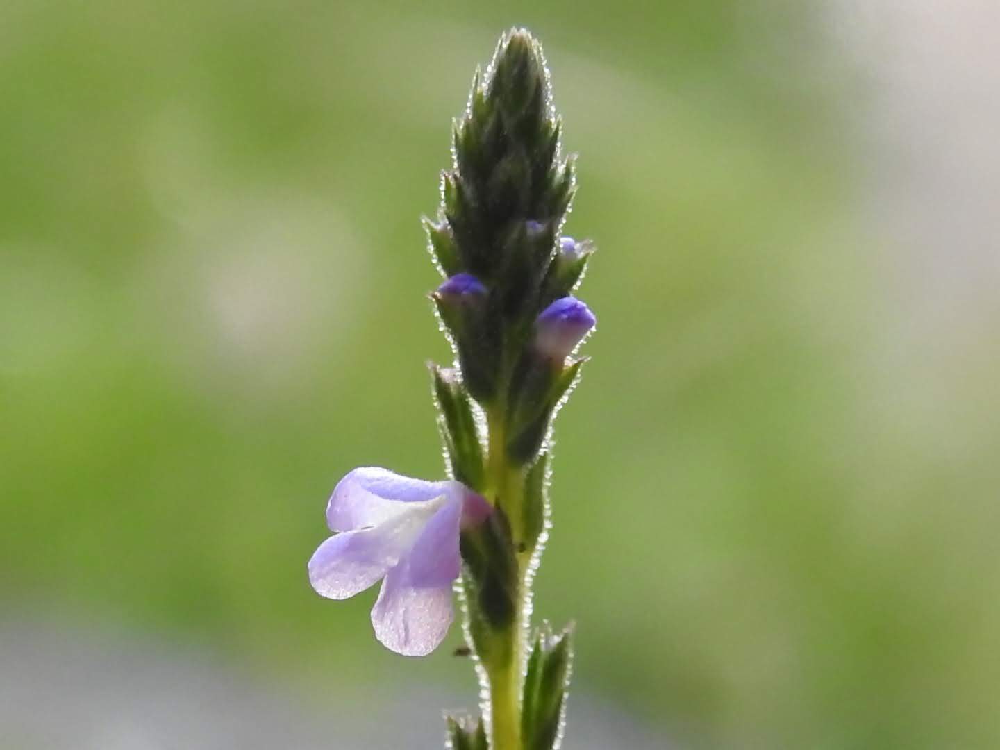 Verbena officinalis