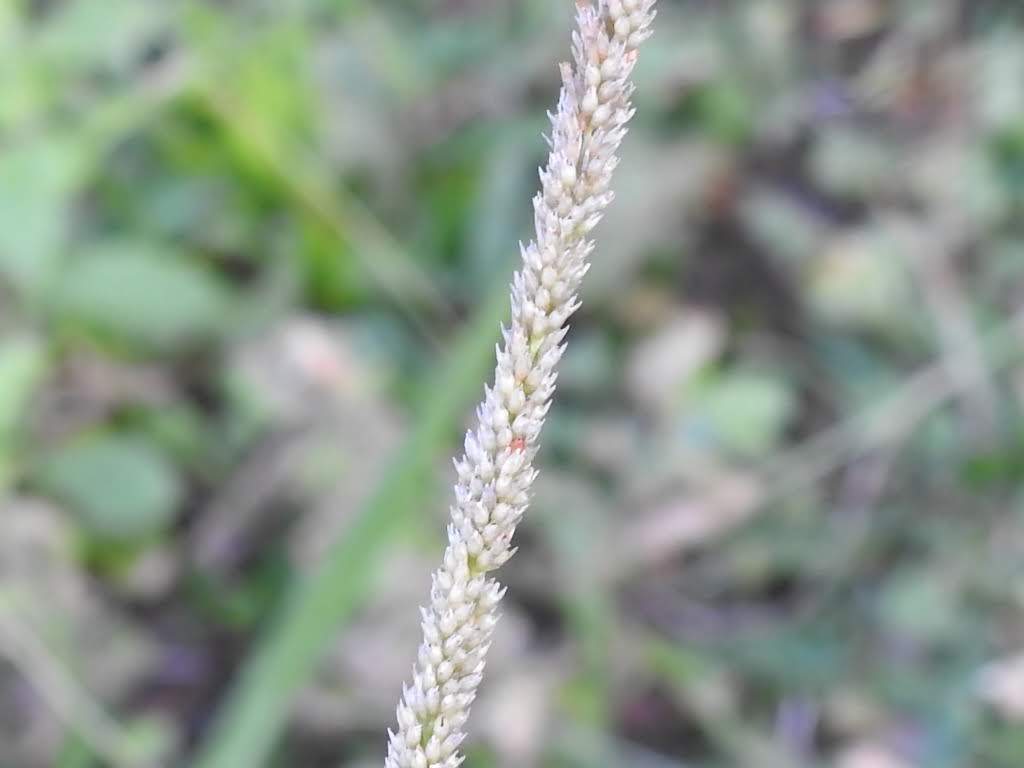 Sporobolus indicus