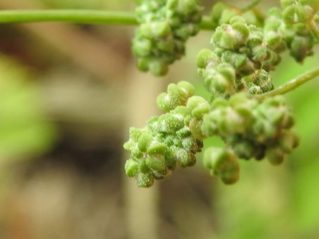 Chenopodium album