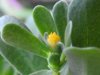 Portulaca oleracea