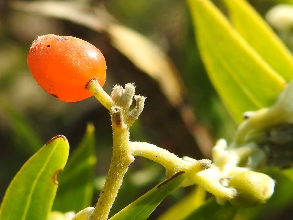 Daphne gnidium