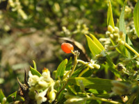 Daphne gnidium
