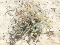 Helichrysum stoechas