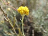 Helichrysum stoechas