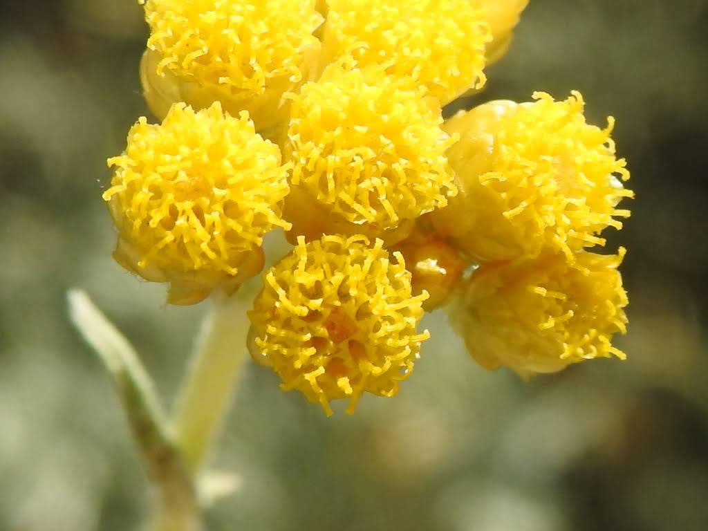 Helichrysum stoechas