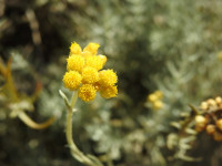 Helichrysum stoechas