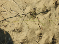 Chondrilla juncea