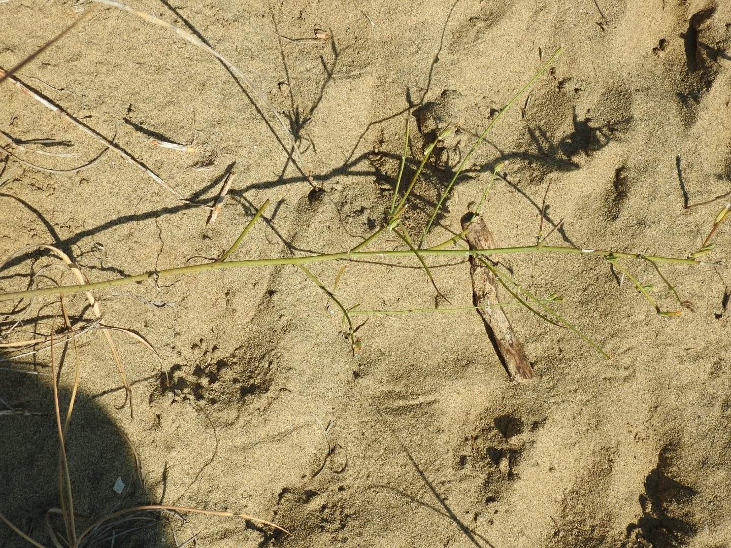 Chondrilla juncea