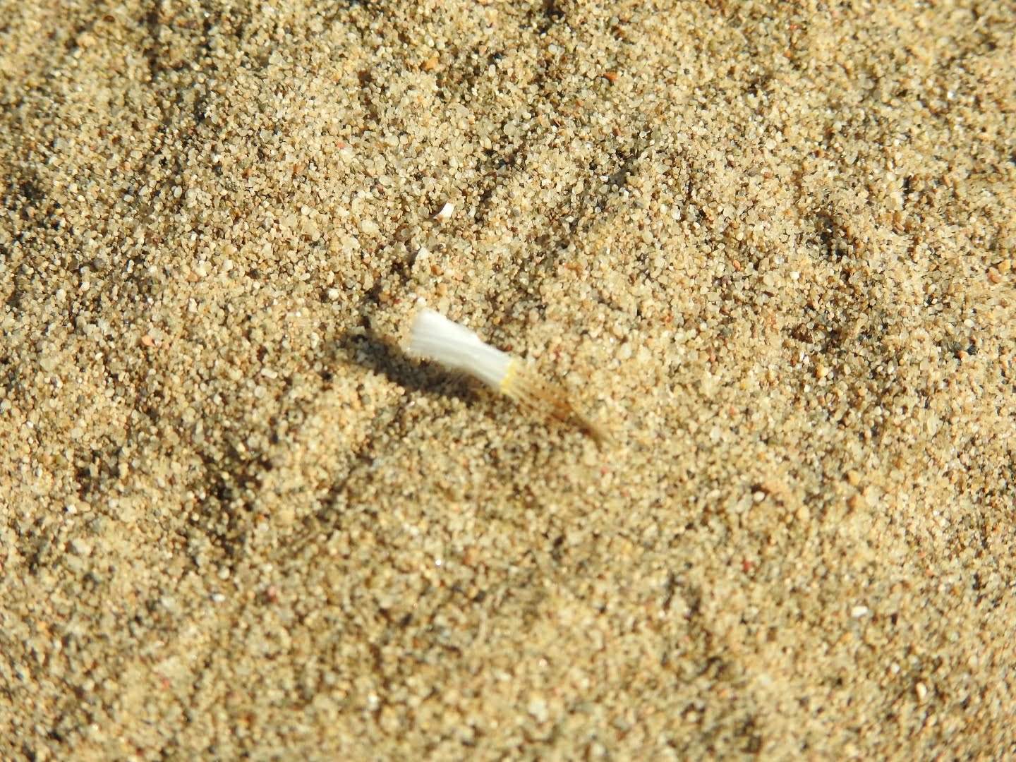 Chondrilla juncea