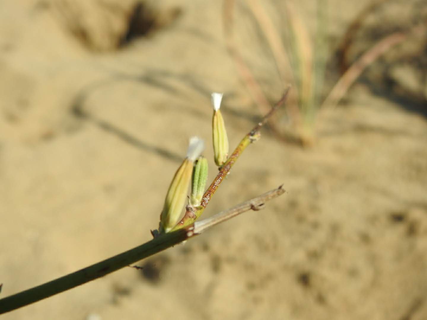 Chondrilla juncea