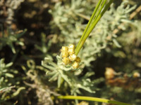 Helichrysum stoechas