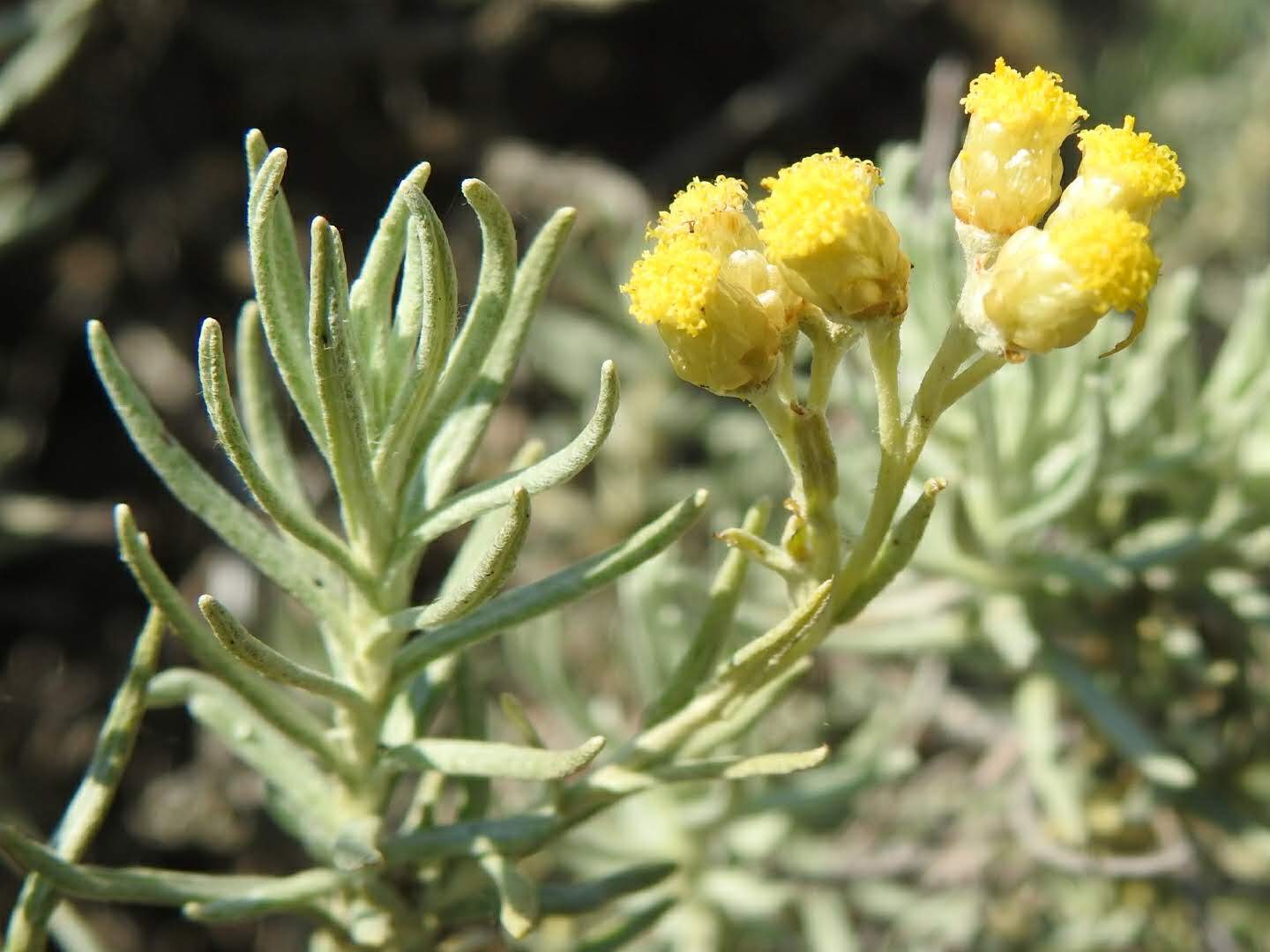 Helichrysum stoechas