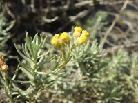 Helichrysum stoechas