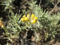 Helichrysum stoechas