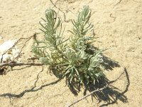Helichrysum stoechas