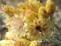 Helichrysum stoechas
