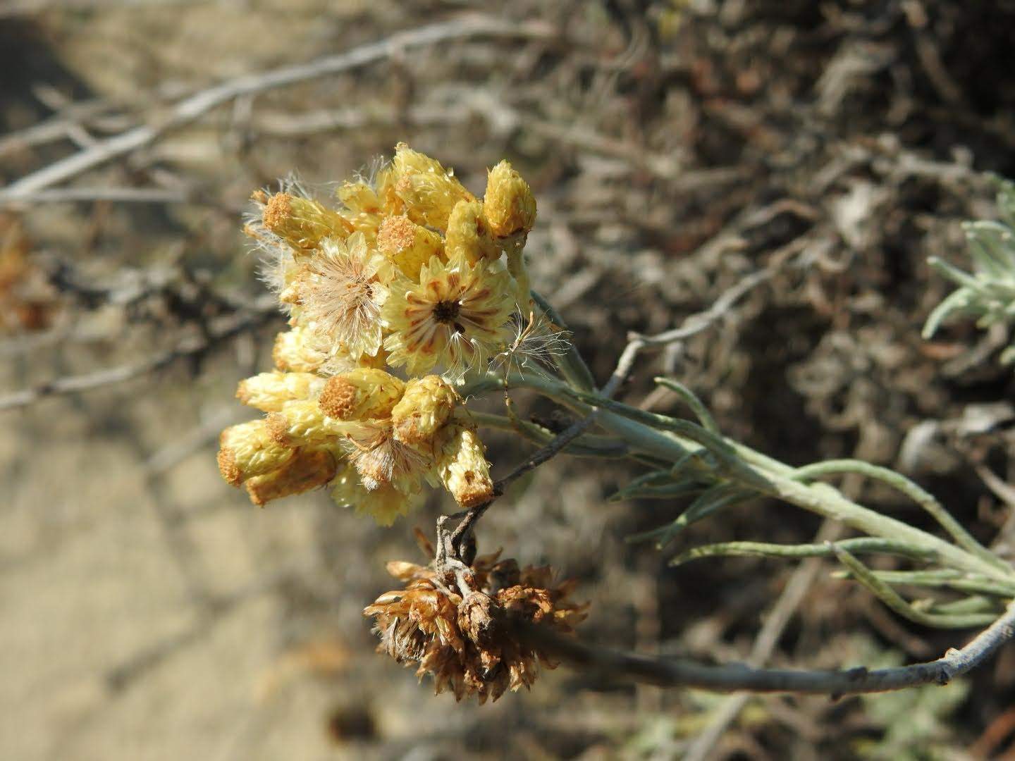 Helichrysum stoechas