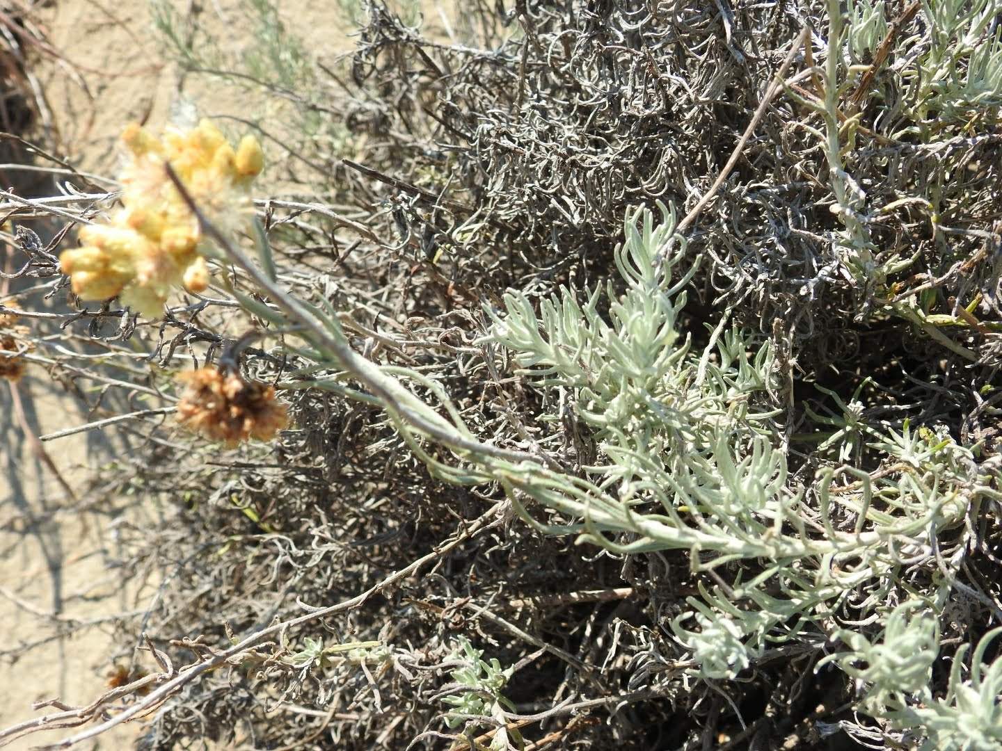 Helichrysum stoechas