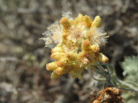 Helichrysum stoechas