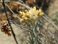 Helichrysum stoechas