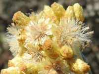 Helichrysum stoechas