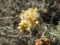 Helichrysum stoechas