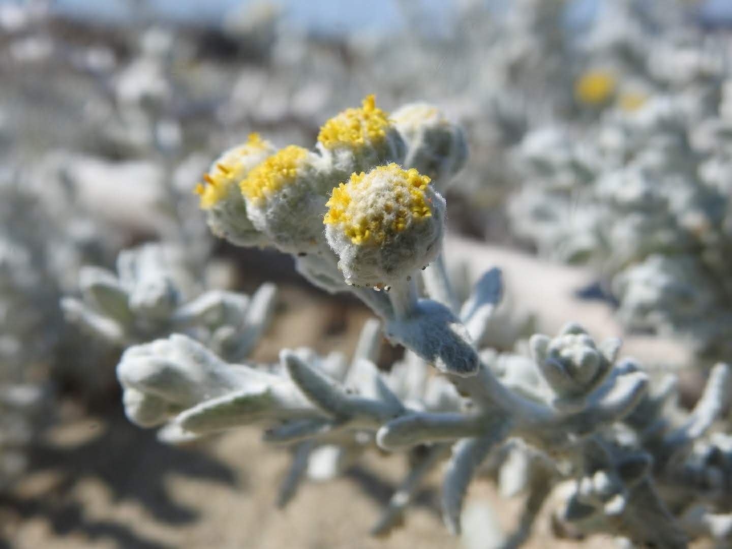 Achillea maritima