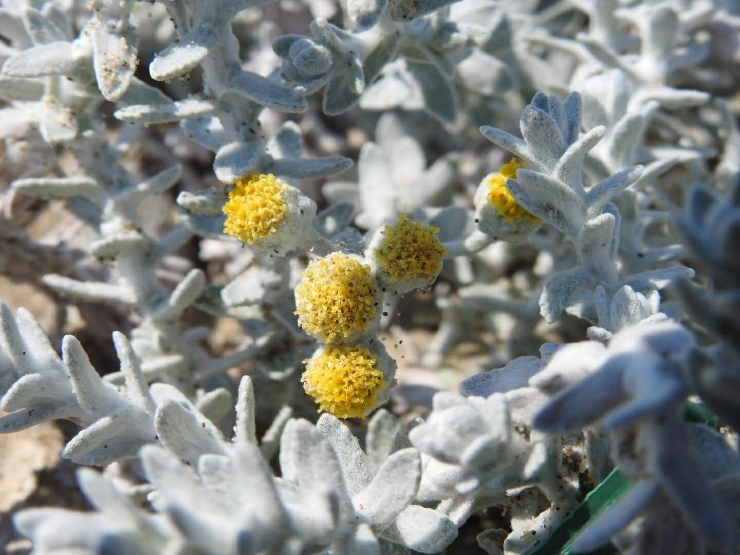 Achillea maritima