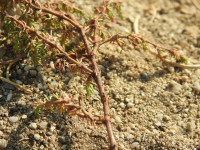 Frankenia laevis
