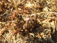 Frankenia laevis