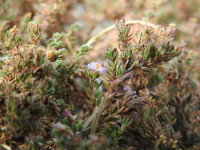 Frankenia laevis