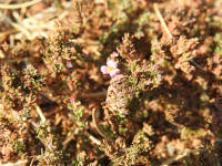 Frankenia laevis