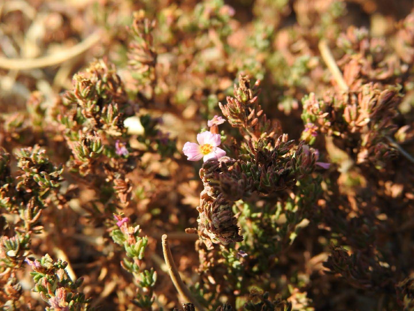 Frankenia laevis