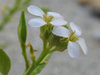 Cakile maritima