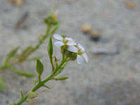 Cakile maritima