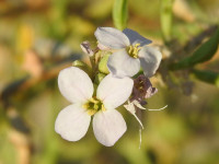 Cakile maritima