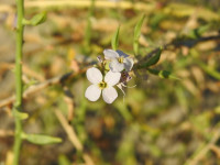 Cakile maritima