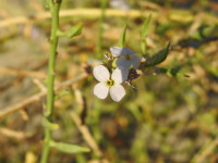 Cakile maritima