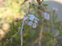 Cakile maritima