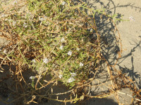 Cakile maritima
