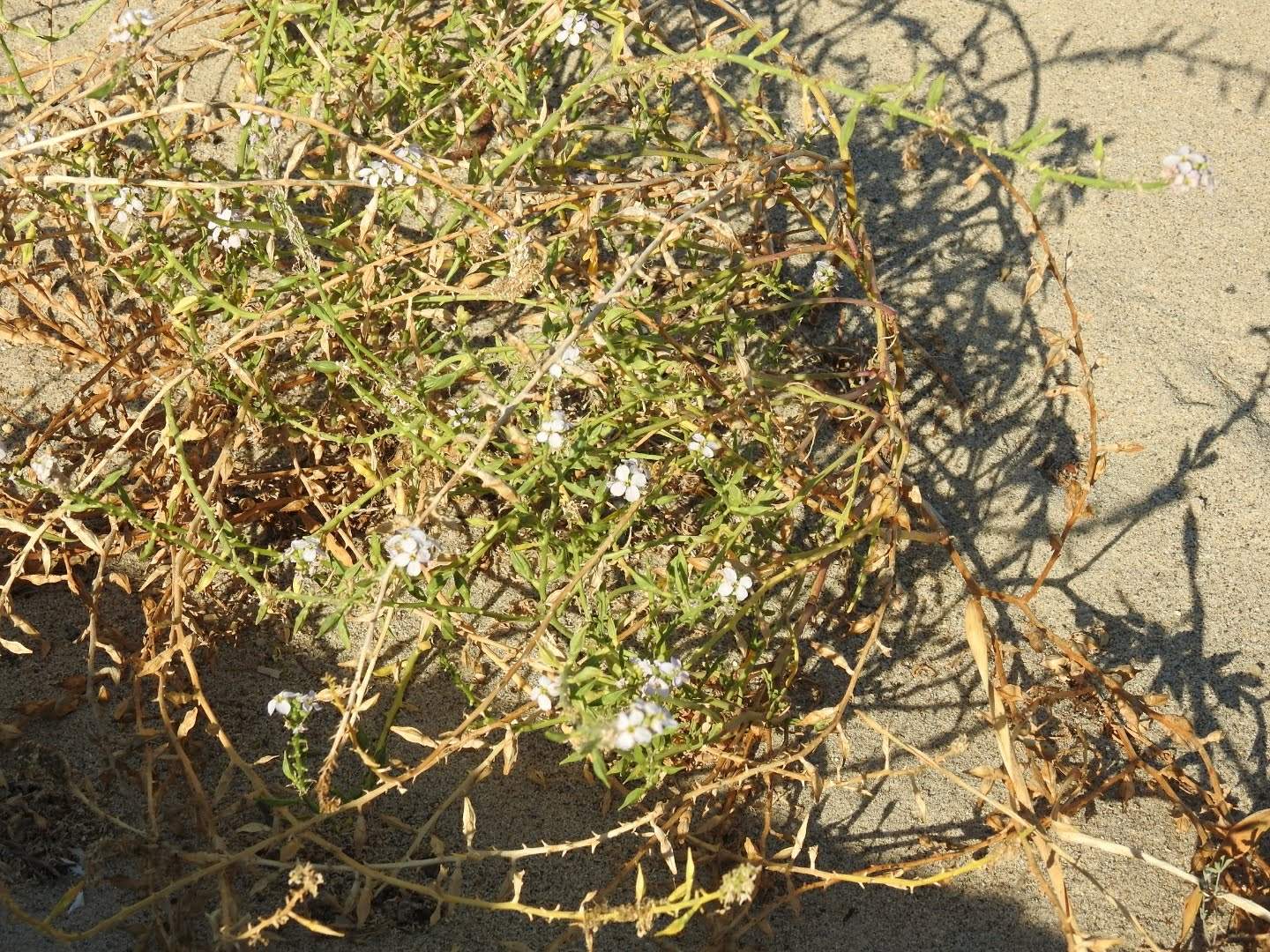 Cakile maritima