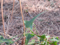 Smilax aspera