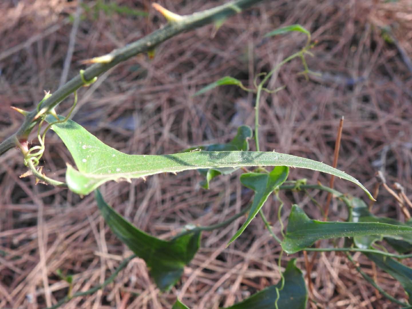Smilax aspera