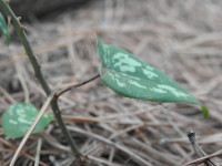 Smilax aspera