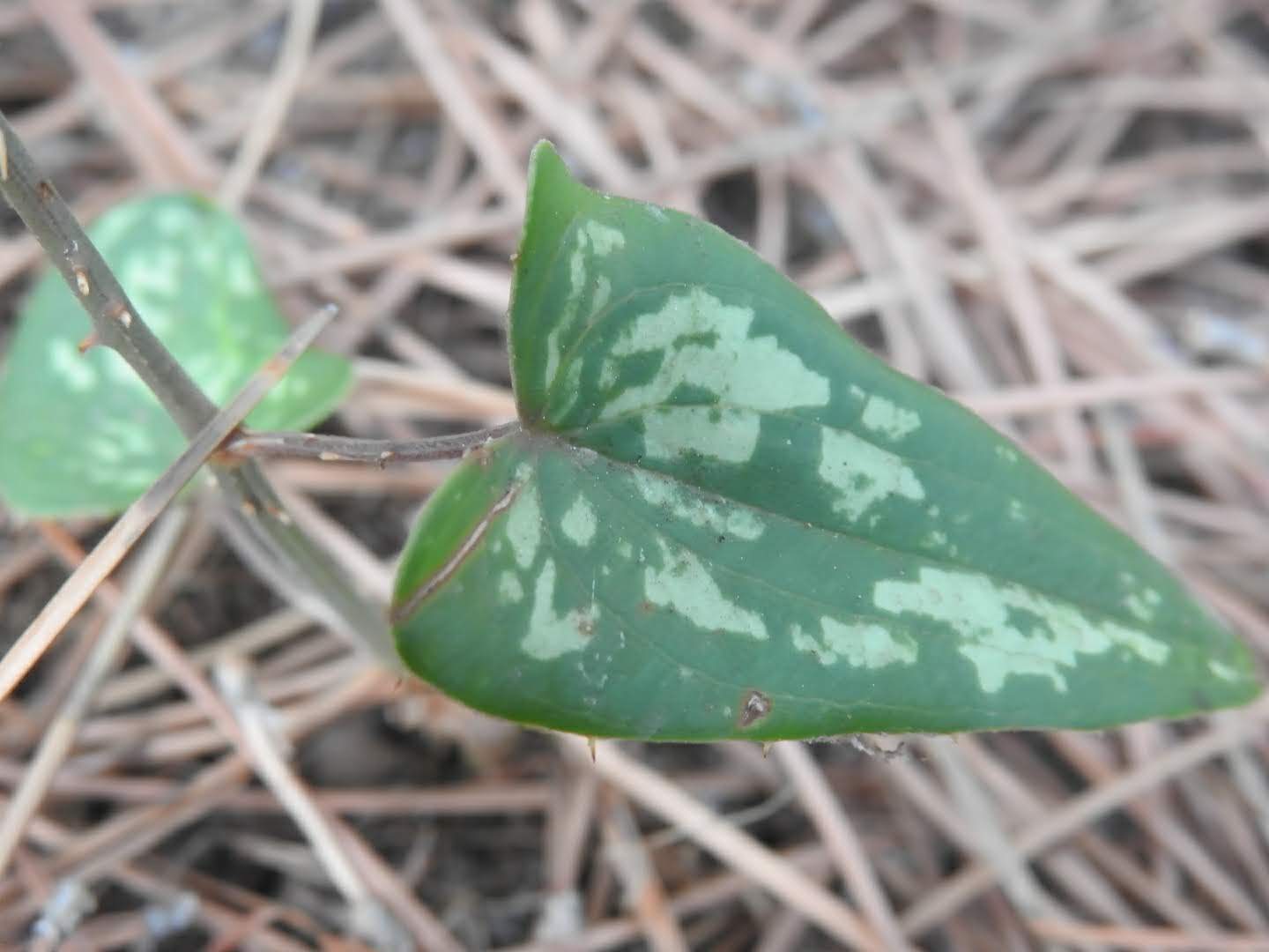 Smilax aspera