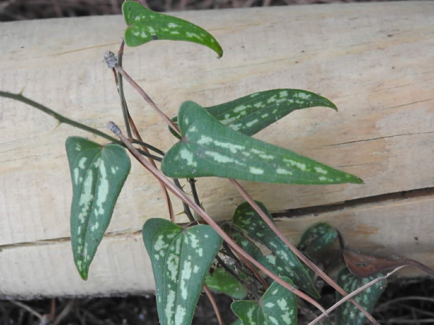 Smilax aspera