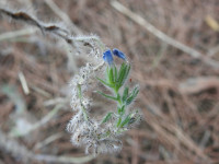 Echium sabulicola